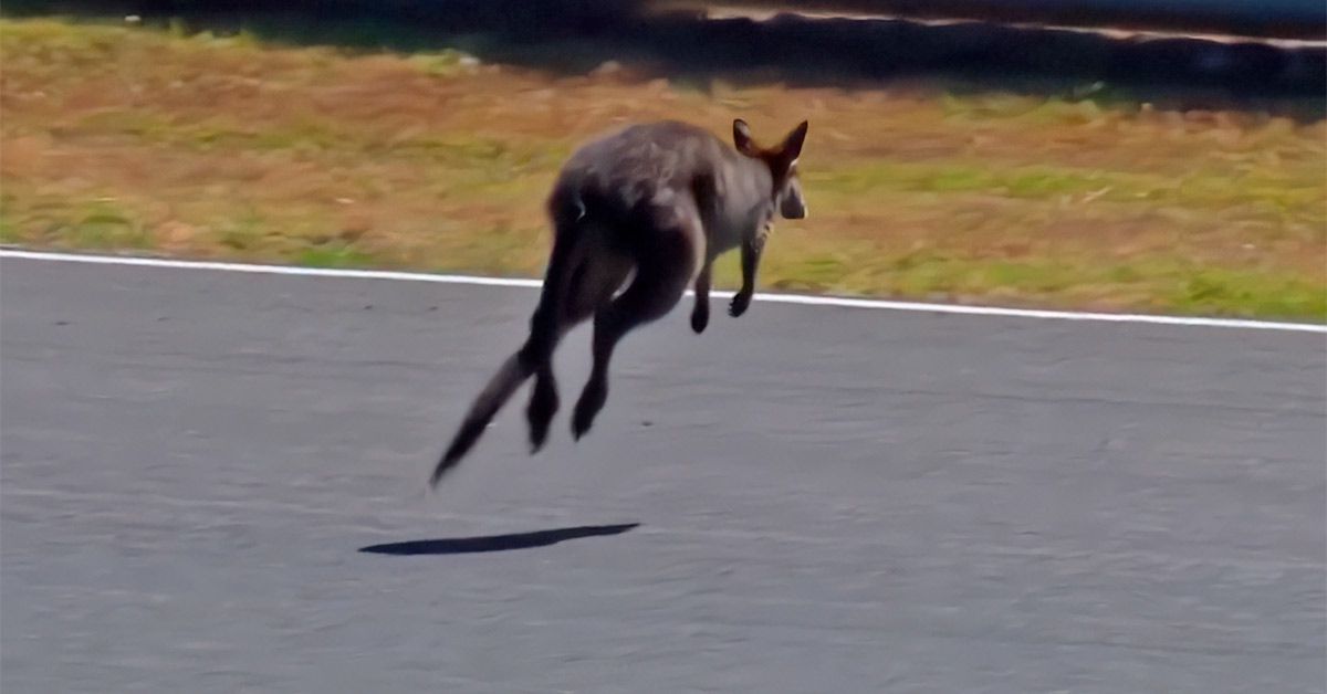 CanguroAustraliua_compressed