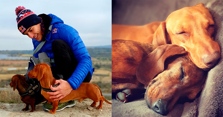 marc marquez perros