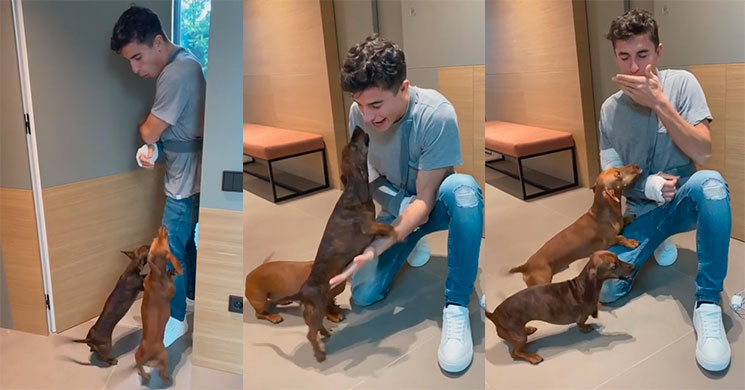 marquez perros