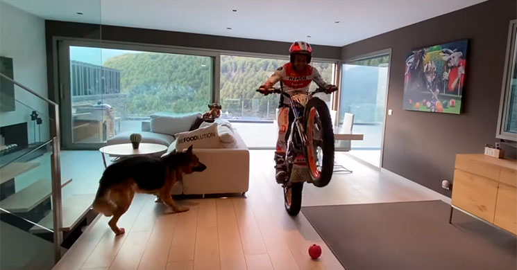 toni bou