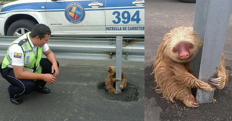 oso-perezoso-rescate.jpg