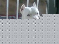 curro